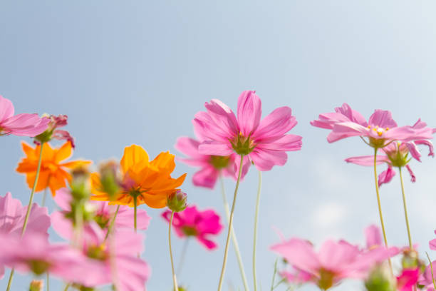 istock Cosmos beauty flowers 1135532364