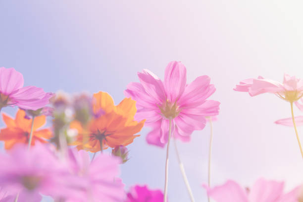 istock Cosmos beauty flowers 1135532365