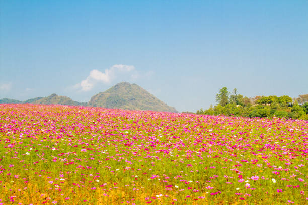 istock Cosmos flowers field landscape 1135532400