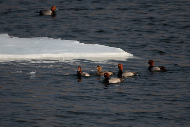 istock Bald Eagles and many bird varieties on lake 1135532579