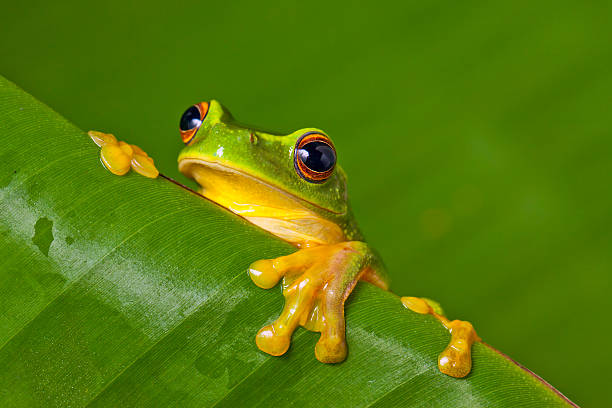 istock Cute colorful frog peeking over a leaf 113553267