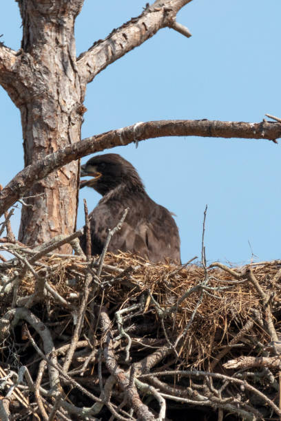 istock Immature Bald Eagle in the nest 1135532983