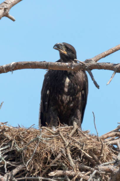 istock Immature Bald Eagle in the nest 1135532997