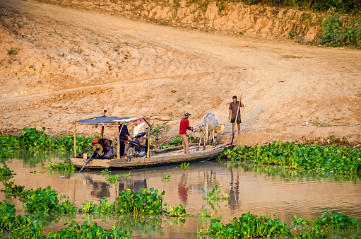 Siem Reap, Cambodia - April 10, 2018: Tonle Sap Lake covered with invasive water hyacinth and a ferry boat with an automotive engine and a man trying to get his cattle on board late in the evening