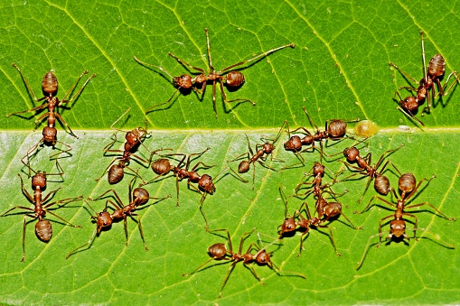 Ants on green leaf.