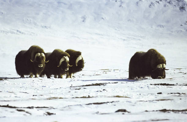 istock A herd of musk oxen in the tundra 1135536607