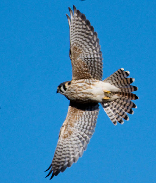 istock American kestrel in flight with wings spread closeup overhead 1135537003