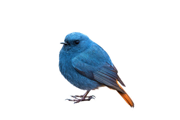 istock Plumbeous Water Redstart isolated on a white background 1135537015