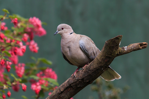 Collard Dove perched on a branch in an English garden