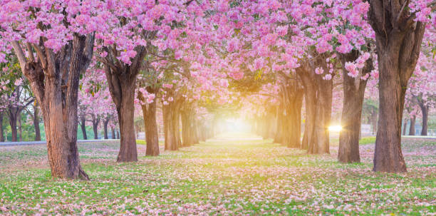 istock Pink trumpet flower blooming tunnel with sunlight. 1135538100