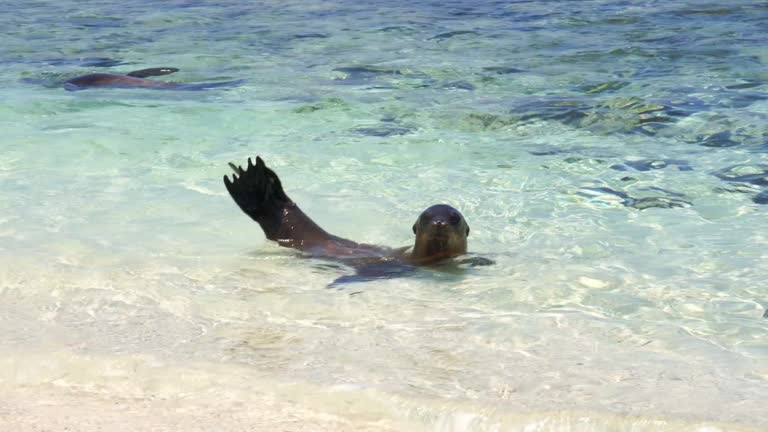 Sea lion in Galapagos