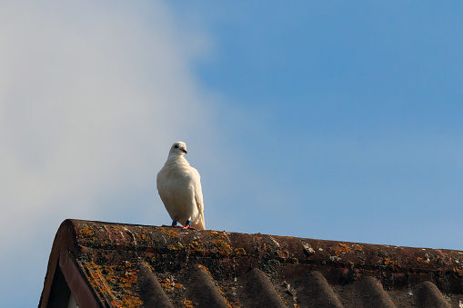All white Racing Pigeon perched on a house roof resting