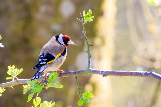 Goldfinch Goldfinch perched on a tree branch gold finch photos stock pictures, royalty-free photos & images
