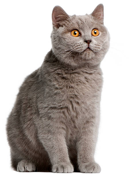 istock Front view of British Shorthair kitten, looking up, white background. 113553917