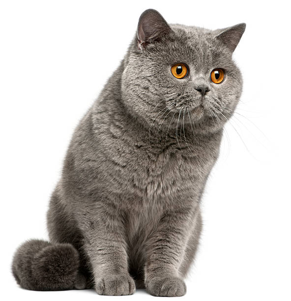 istock Front view of British Shorthair cat, looking away, white background. 113553920