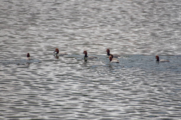Mostly frozen lake is migratory home to Bald Eagle, ducks, Great Blue Heron and many other birds