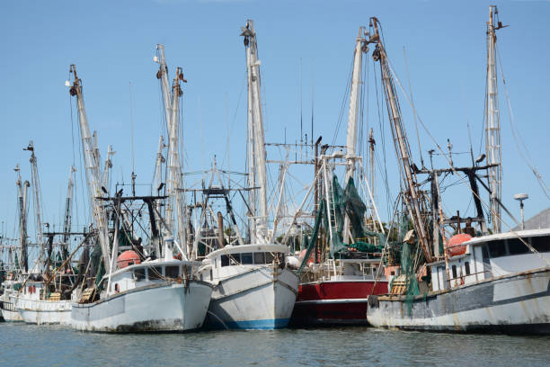 istock row of shrimping boats docked 1135539693