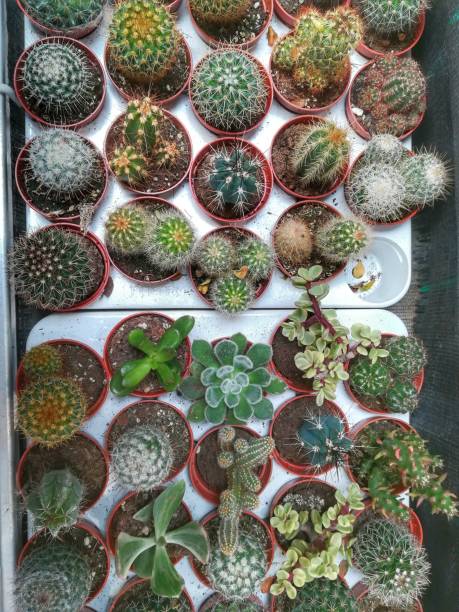 istock Overhead view of exotic cactus plants in a row. 1135539926