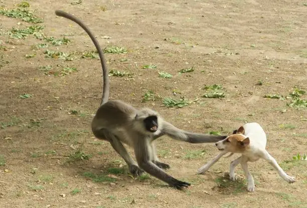 Angry, Gray langur monkey, also known as sacred langurs, Indian langurs or Hanuman langurs, attacking a wild stray puppy dog in a temple garden. These primates are considered sacred in the Hindu religion.