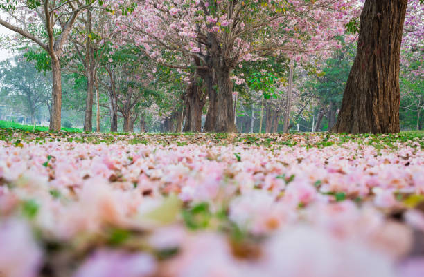 istock Pink trumpet flower blooming tunnel. 1135540038