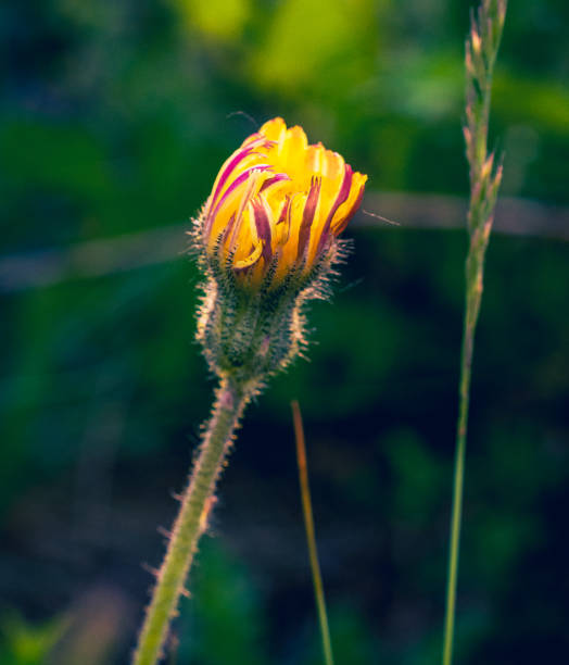 istock Summer field flowers 1135541056