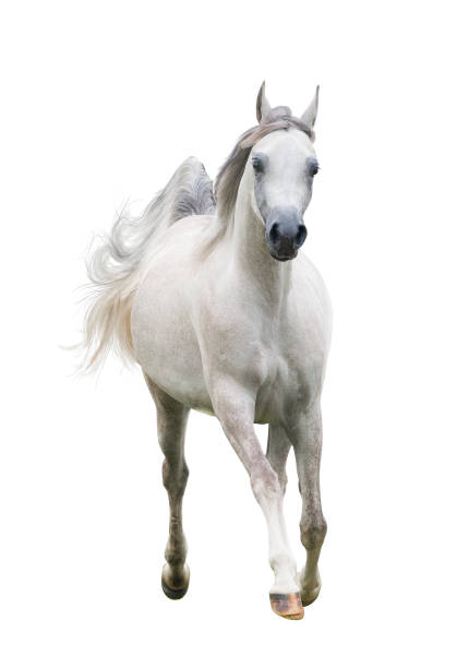 istock Beautiful arabian horse 1135541241