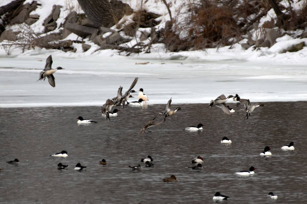 istock Bald Eagles and many bird varieties on lake 1135542710