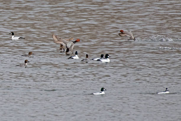istock Bald Eagles and many bird varieties on lake 1135542958
