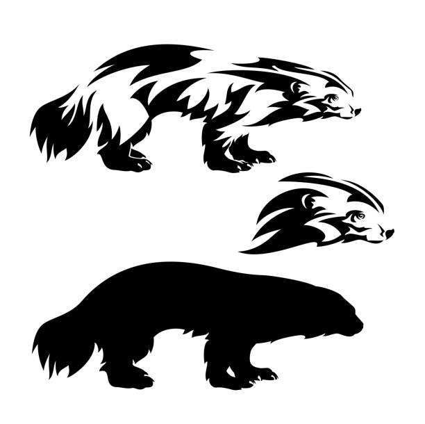 271 Wolverine Weasel Family Illustrations & Clip Art - iStock