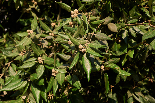 Quercus ilex  close up