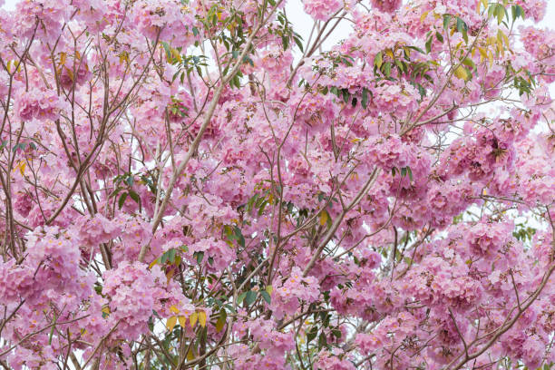 istock Pink trumpet flower blooming tunnel. 1135544360
