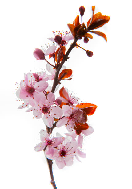 fioritura di fiori di ciliegio rosa - sakura - new life plant image saturated color foto e immagini stock