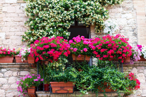 italy: red springtime flowers in windowboxes - wall flower sunny temperate flower imagens e fotografias de stock