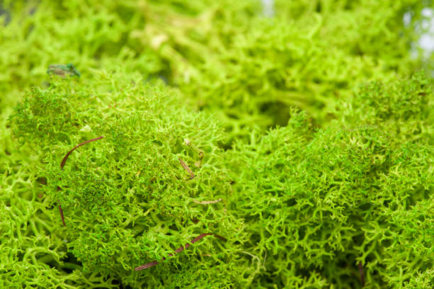 istock Moss green grunge texture. Mossy background. Green moss on grunge texture 1135549134