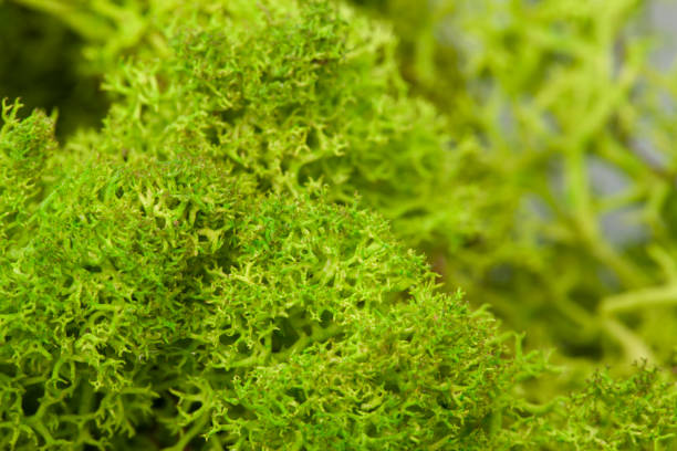 istock Moss green grunge texture. Mossy background. Green moss on grunge texture 1135549227