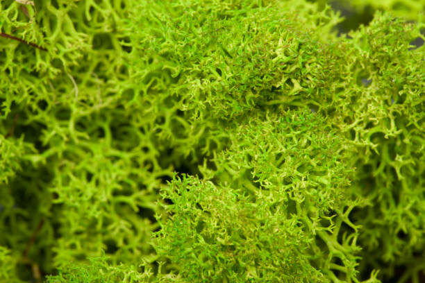 istock Moss green grunge texture. Mossy background. Green moss on grunge texture 1135549322
