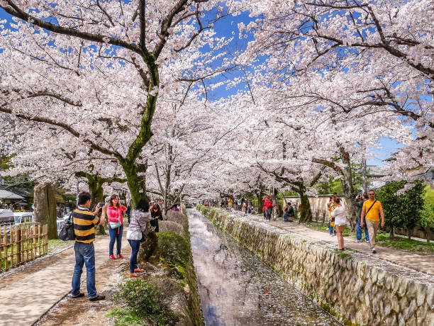 Philosopher's Path in Kyoto. Kyoto, Japan - 4 Apr, 2017: Tourists are wandering on the Philosopher's Path and enjoying the scenery of the cherry blossoms. chan buddhism photos stock pictures, royalty-free photos & images