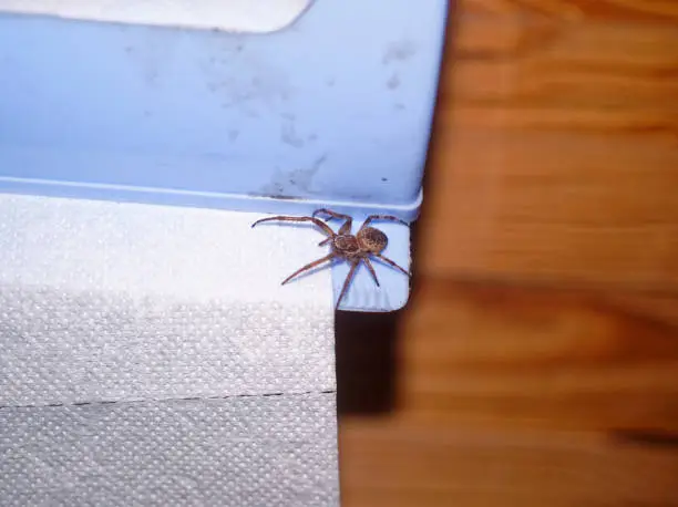 spider sitting on a roll of toilet paper, night