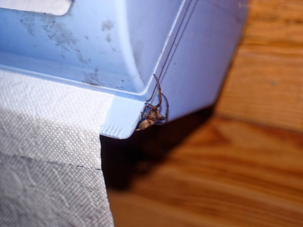 istock spider sitting on a roll of toilet paper 1135552354