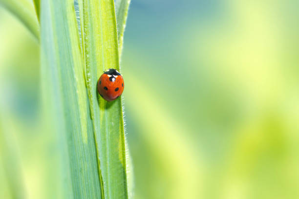 coccinella su una foglia - ladybug grass leaf close up foto e immagini stock