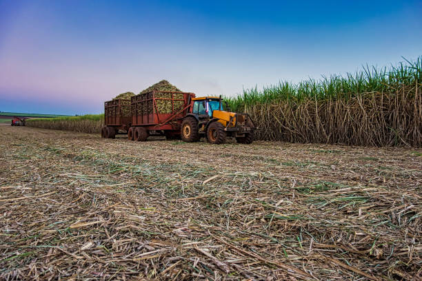 istock sugar cane field mechanical harvesting with a tractor carrying harvest 1135553761