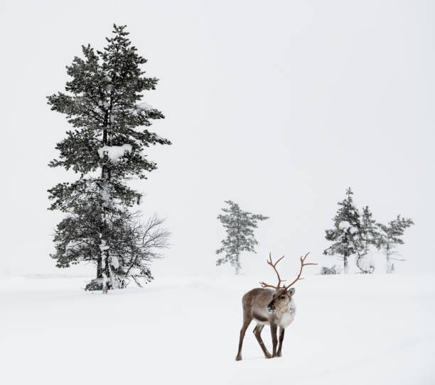 reno de pie en la nieve en el paisaje de invierno de la laponia finlandesa, finlandia - reindeer fotografías e imágenes de stock