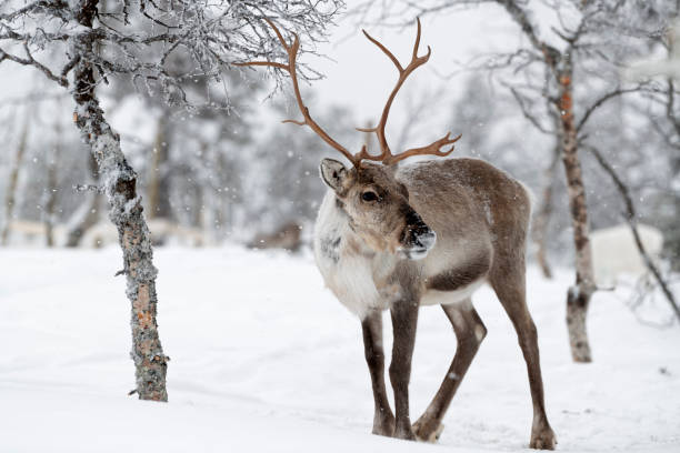 reno de pie en la nieve en el paisaje de invierno de la laponia finlandesa, finlandia - ciervo fotos fotografías e imágenes de stock