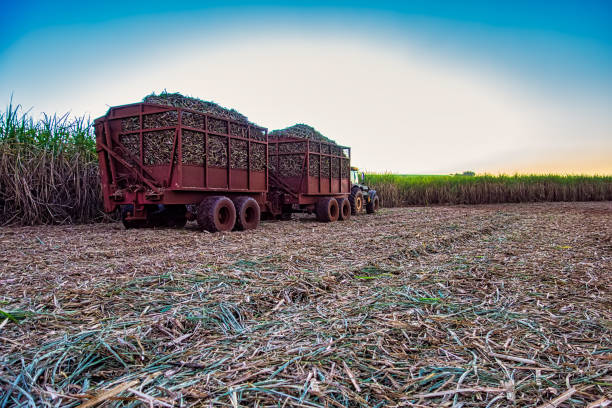 Tractors standing in a row and fully loaded of sugarcane at sugarcane mill.  