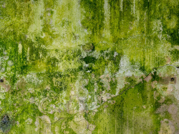 verwitterte alte grüne wand mit moos - pilze wald deutschland stock-fotos und bilder
