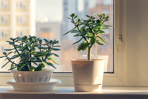 Succulent houseplant Crassula on the windowsill against the background of window