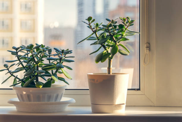 Succulent houseplant Crassula on the windowsill Succulent houseplant Crassula on the windowsill against the background of window jade plant stock pictures, royalty-free photos & images