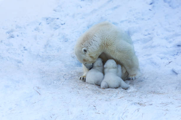 istock Polar Bear mom feeding twins cubs. 1135556635