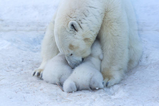 istock Polar Bear mom feeding twins cubs. 1135556688