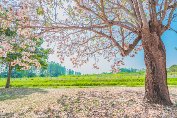 istock Beautiful flowers  Tabebuia rosea  (chomphantip) 1135556763